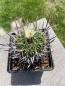 Preview: Stenocactus crispatus